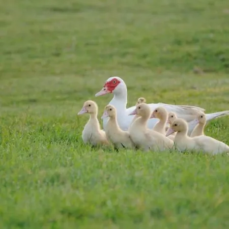 V4 Bi-trifamiliare Villa Albarella Island