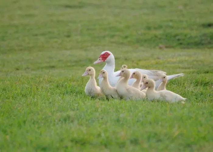 V4 Bi-trifamiliare Villa Albarella Island